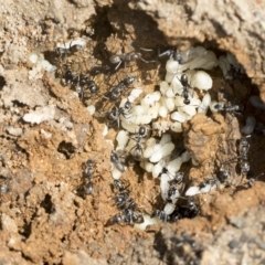 Iridomyrmex sp. (genus) at Molonglo Valley, ACT - 31 Jan 2023