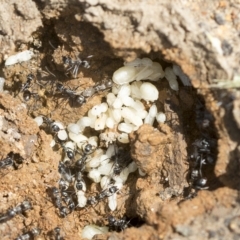 Iridomyrmex sp. (genus) at Molonglo Valley, ACT - 31 Jan 2023