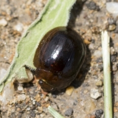 Paropsisterna cloelia (Eucalyptus variegated beetle) at Molonglo Valley, ACT - 31 Jan 2023 by AlisonMilton