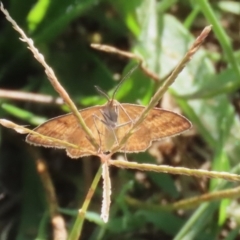 Scopula rubraria (Reddish Wave, Plantain Moth) at Jerrabomberra Wetlands - 19 Feb 2023 by RodDeb