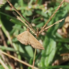 Scopula rubraria at Fyshwick, ACT - 20 Feb 2023