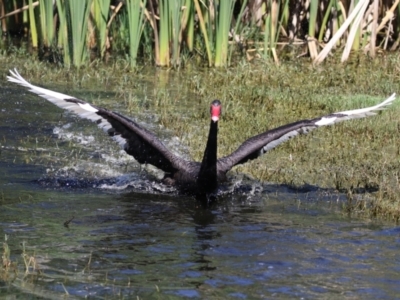 Cygnus atratus (Black Swan) at Fyshwick, ACT - 20 Feb 2023 by RodDeb