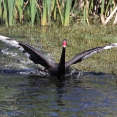 Cygnus atratus (Black Swan) at Fyshwick, ACT - 20 Feb 2023 by RodDeb