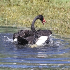 Cygnus atratus at Fyshwick, ACT - 20 Feb 2023 11:50 AM