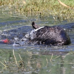 Cygnus atratus at Fyshwick, ACT - 20 Feb 2023 11:50 AM