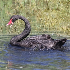 Cygnus atratus at Fyshwick, ACT - 20 Feb 2023 11:50 AM