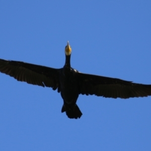 Phalacrocorax carbo at Undefined Area - 20 Feb 2023 10:17 AM