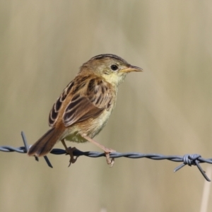 Cisticola exilis at Fyshwick, ACT - 20 Feb 2023