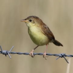 Cisticola exilis at Fyshwick, ACT - 20 Feb 2023