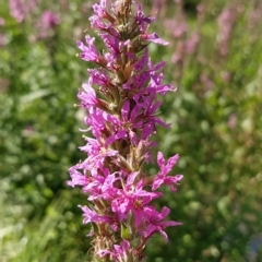 Lythrum salicaria (Purple Loosestrife) at Molonglo River Reserve - 19 Feb 2023 by KumikoCallaway