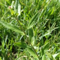 Lythrum salicaria at Molonglo Valley, ACT - 20 Feb 2023