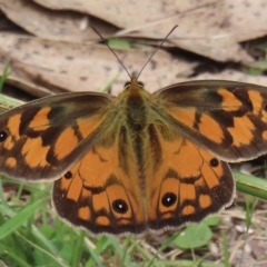 Heteronympha penelope (Shouldered Brown) at Namadgi National Park - 12 Feb 2023 by RobParnell