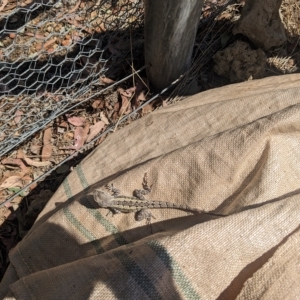 Amphibolurus muricatus at Watson, ACT - 20 Feb 2023