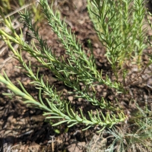 Rhodanthe anthemoides at Paddys River, ACT - 12 Feb 2023