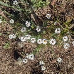 Rhodanthe anthemoides at Paddys River, ACT - 12 Feb 2023