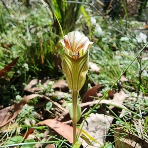 Diplodium coccinum at Harolds Cross, NSW - suppressed