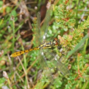 Nannophya dalei at Tinderry, NSW - 16 Feb 2023