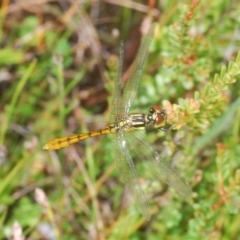 Nannophya dalei at Tinderry, NSW - suppressed