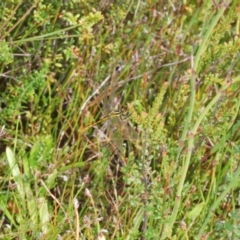 Nannophya dalei at Tinderry, NSW - suppressed