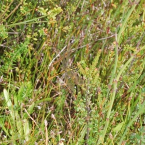 Nannophya dalei at Tinderry, NSW - 16 Feb 2023