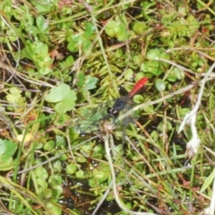 Nannophya dalei at Tinderry, NSW - suppressed