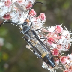 Hesthesis cingulatus (Wasp-mimic longicorn) at Tinderry, NSW - 16 Feb 2023 by Harrisi