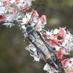 Hesthesis cingulatus at suppressed - 16 Feb 2023