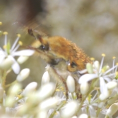 Clithria eucnemis at Tinderry, NSW - suppressed