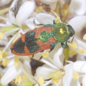 Castiarina hilaris at Cotter River, ACT - 20 Feb 2023 11:22 PM