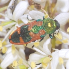 Castiarina hilaris (A jewel beetle) at Cotter River, ACT - 20 Feb 2023 by Harrisi
