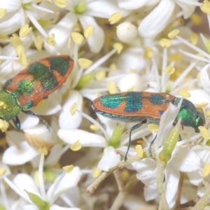 Castiarina hilaris at Cotter River, ACT - 20 Feb 2023 11:22 PM