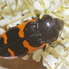 Castiarina bremei (A jewel beetle) at Lower Cotter Catchment - 20 Feb 2023 by Harrisi