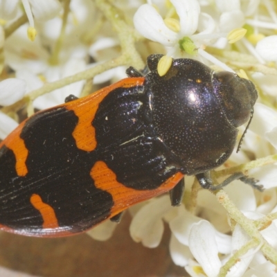 Castiarina bremei (A jewel beetle) at Lower Cotter Catchment - 20 Feb 2023 by Harrisi