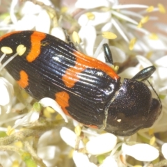 Castiarina bremei at Cotter River, ACT - 20 Feb 2023 11:25 PM