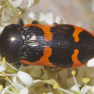 Castiarina bremei at Cotter River, ACT - 20 Feb 2023 11:25 PM