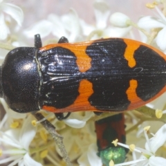 Castiarina bremei at Cotter River, ACT - 20 Feb 2023 11:25 PM