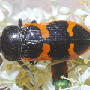 Castiarina bremei at Cotter River, ACT - 20 Feb 2023 11:25 PM