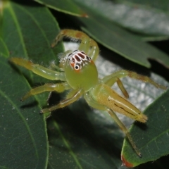 Mopsus mormon (Green Jumping Spider) at Wellington Point, QLD - 20 Feb 2023 by TimL