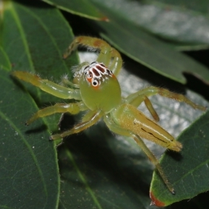 Mopsus mormon at Wellington Point, QLD - suppressed