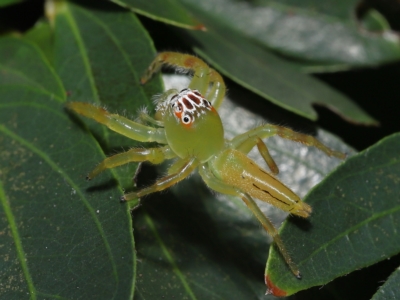 Mopsus mormon at Wellington Point, QLD - 20 Feb 2023 by TimL