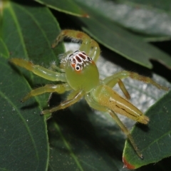 Unidentified Jumping or peacock spider (Salticidae) at Wellington Point, QLD - 20 Feb 2023 by TimL