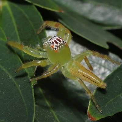 Mopsus mormon at Wellington Point, QLD - 20 Feb 2023 by TimL