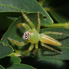 Mopsus mormon at Wellington Point, QLD - suppressed