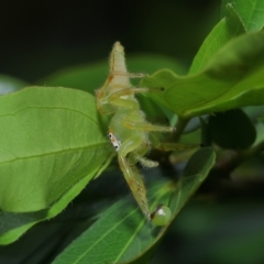 Mopsus mormon at Wellington Point, QLD - suppressed