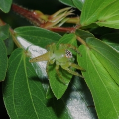 Mopsus mormon at Wellington Point, QLD - suppressed