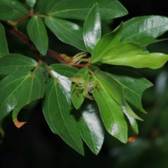 Mopsus mormon at Wellington Point, QLD - suppressed