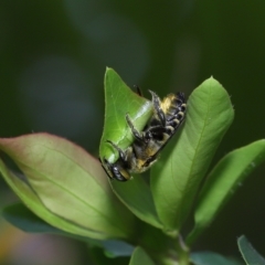 Megachile (Eutricharaea) sp. (genus & subgenus) (Leaf-cutter Bee) at Wellington Point, QLD - 20 Feb 2023 by TimL