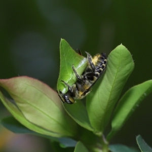 Megachile (Eutricharaea) sp. (genus & subgenus) at Wellington Point, QLD - suppressed