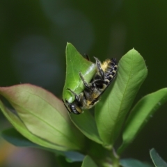 Unidentified Bee (Hymenoptera, Apiformes) (TBC) at Wellington Point, QLD - 20 Feb 2023 by TimL