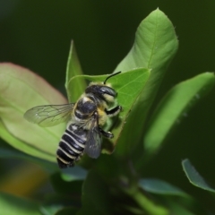 Megachile (Eutricharaea) sp. (genus & subgenus) at Wellington Point, QLD - suppressed